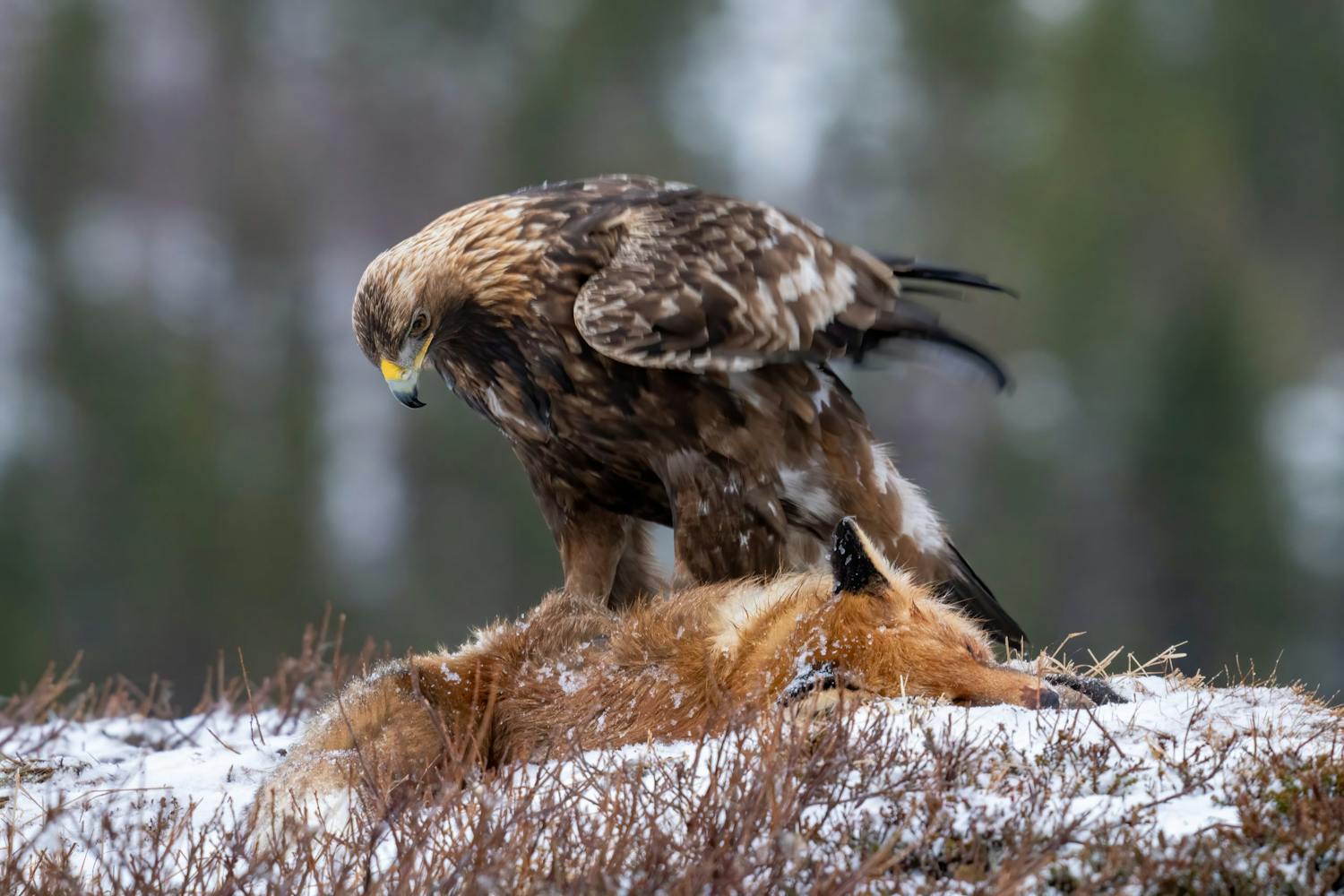 dsc00202 edit Bild av kungsörn på död räv